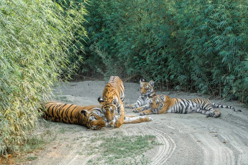 Dhikala Forest