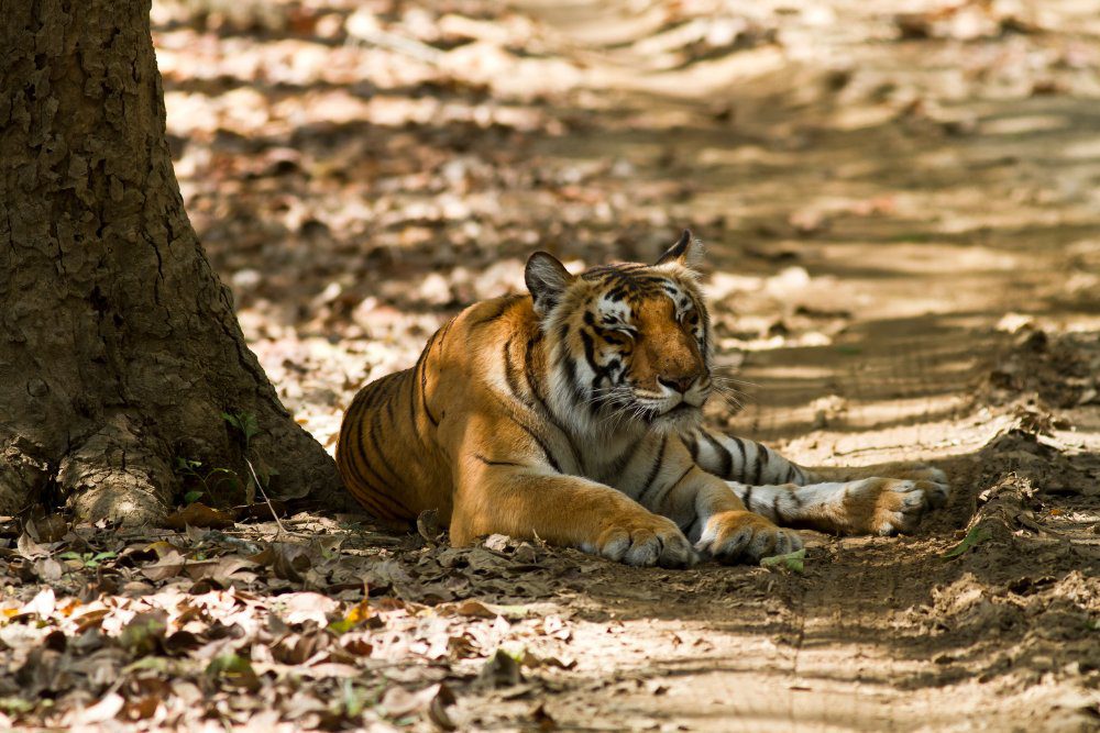 Jim Corbett