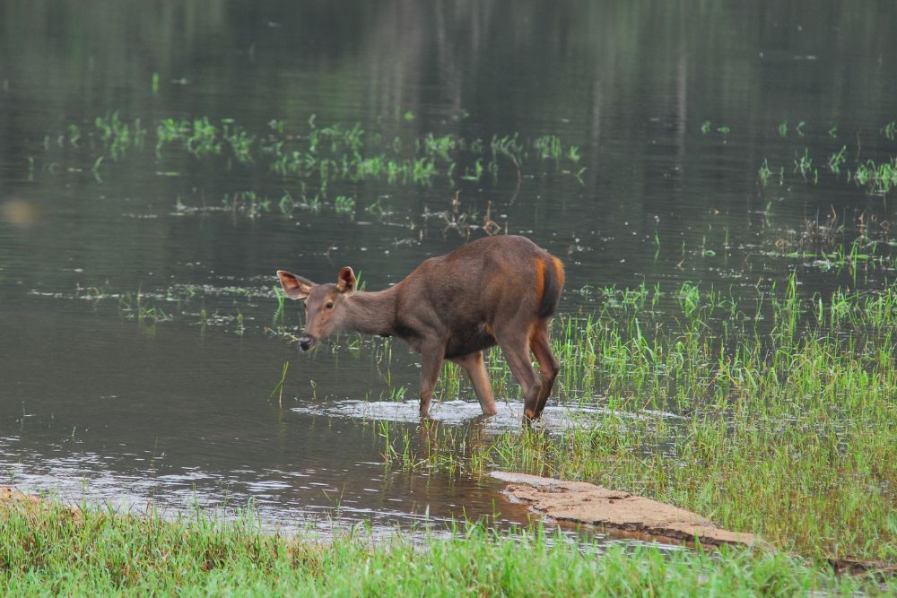 Periyar Sanctuary, Kerala