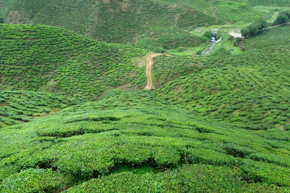 Plantaion thekkadi