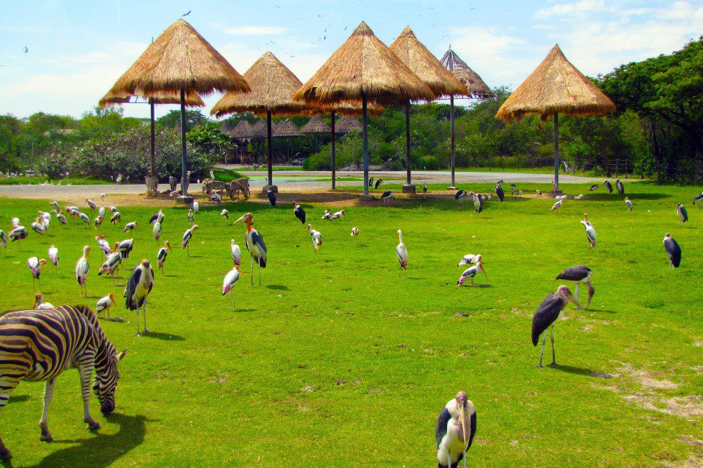Safari World thailand