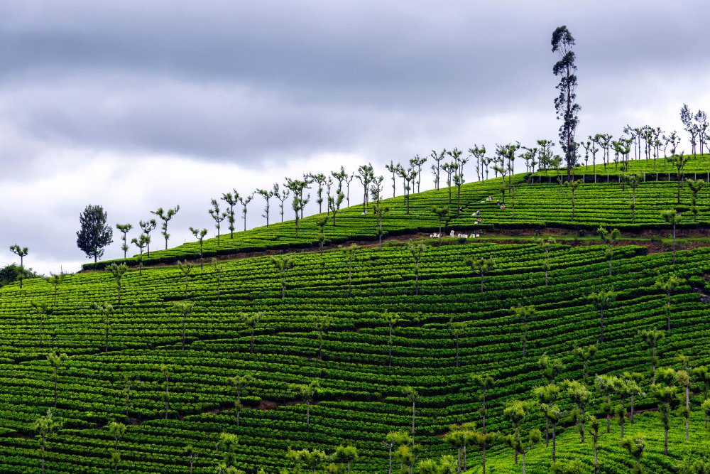 Tea Factory ooty