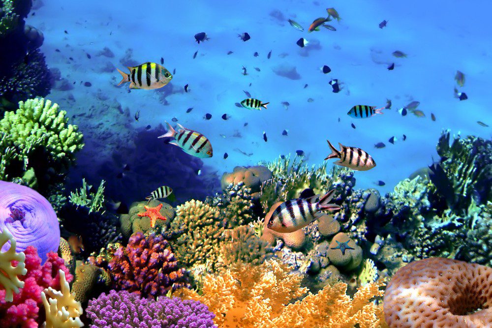 coral island thailand