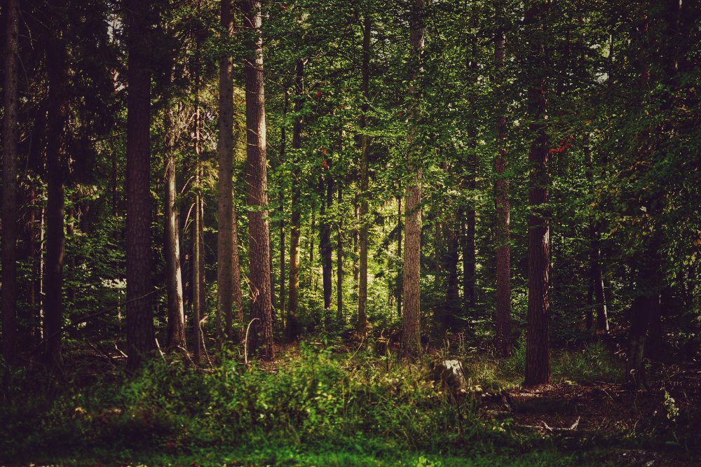 dense Sal trees