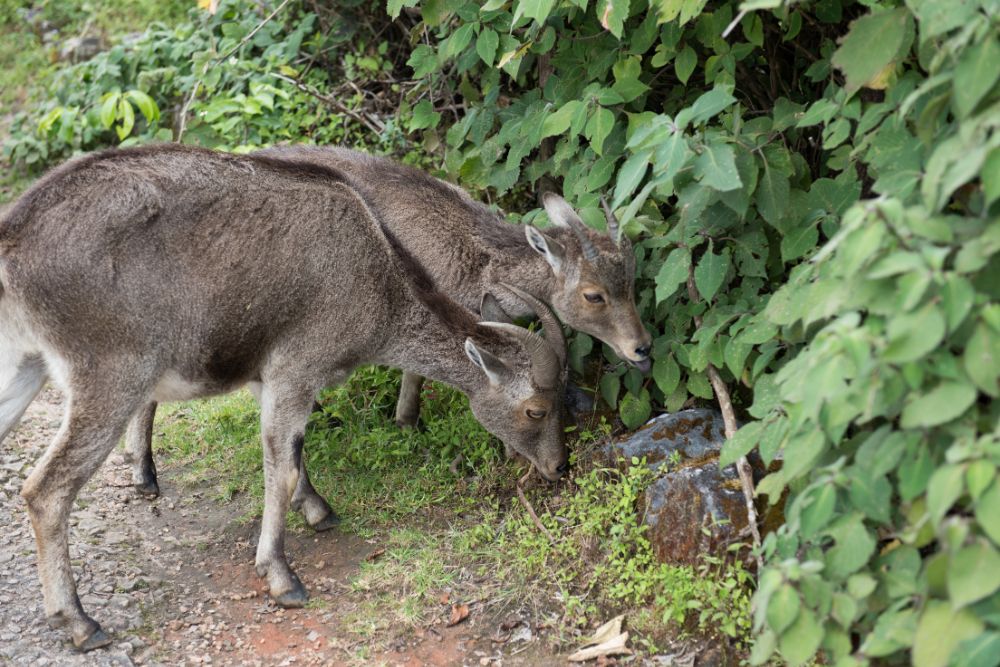 eravikulam park munnar