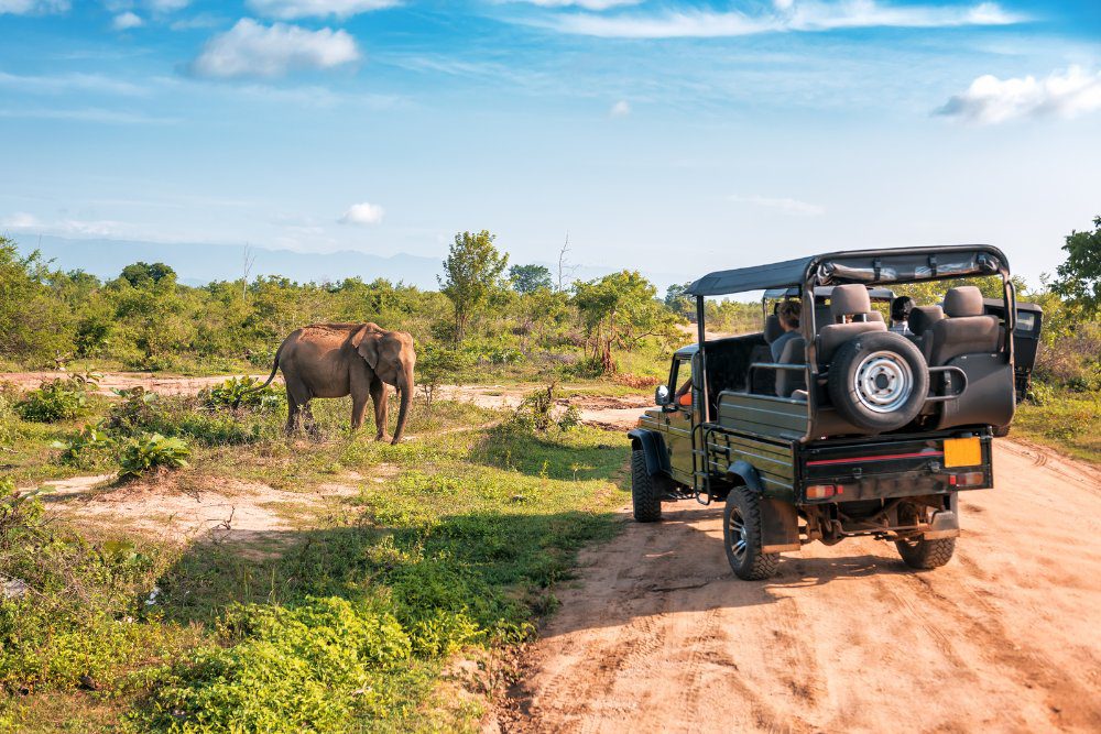 safari jungle