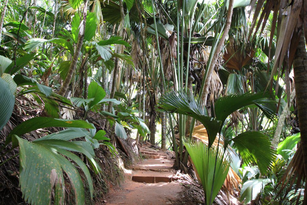 vallée de mai national park seychelles